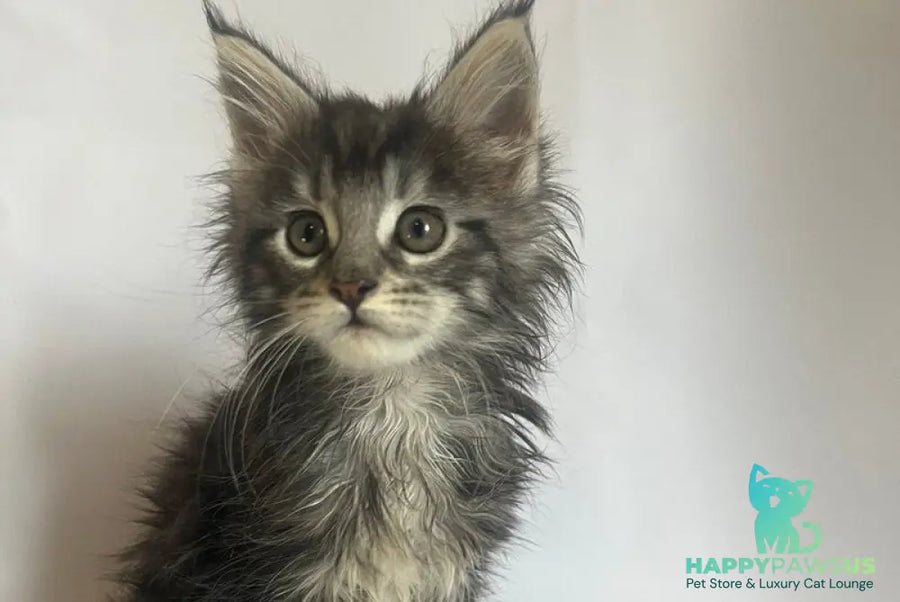 Frida Maine Coon female black tabby - live animals