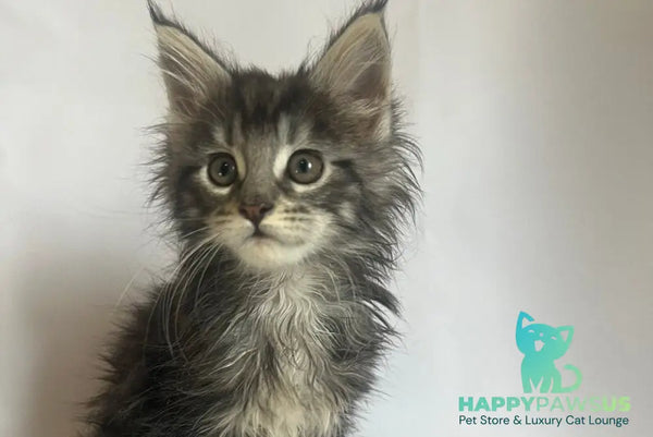 Frida Maine Coon female black tabby - live animals