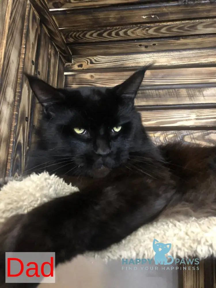 Frida Maine Coon female black tabby - live animals