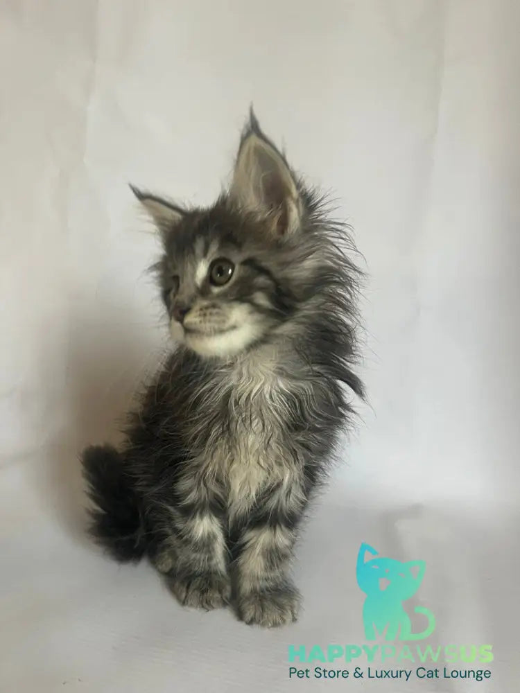 Frida Maine Coon female black tabby - live animals