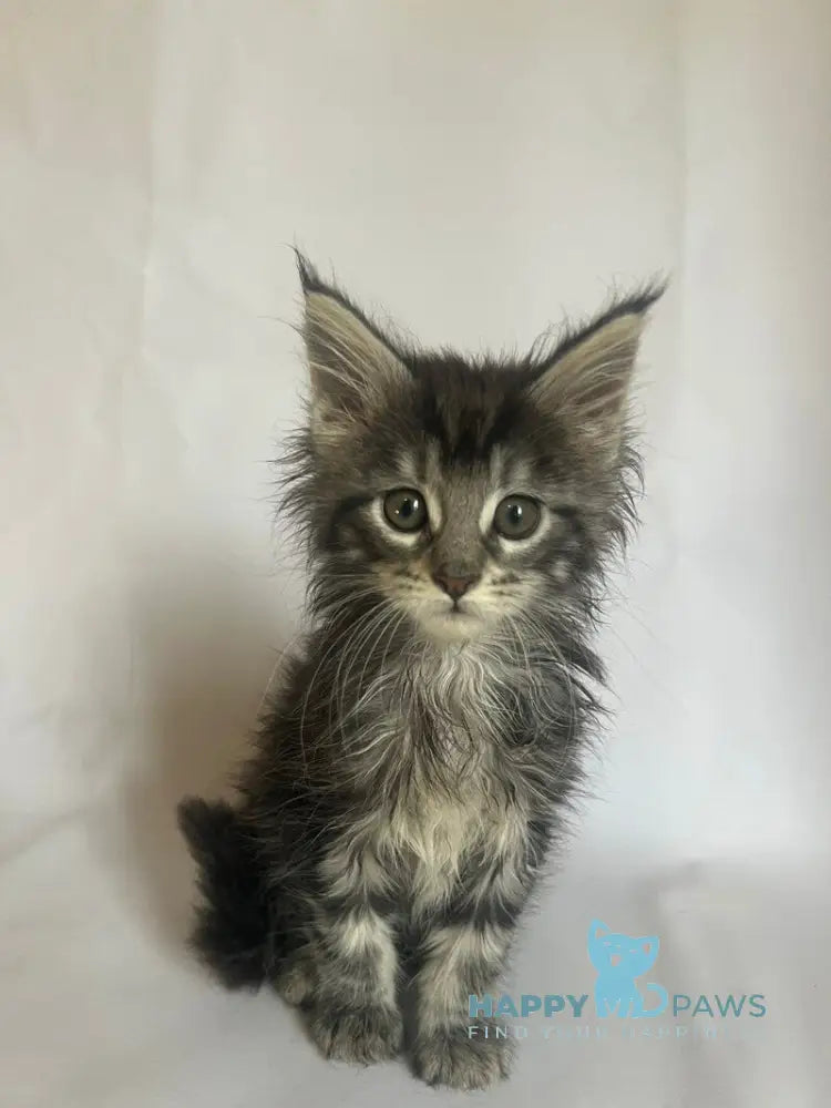 Frida Maine Coon female black tabby - live animals