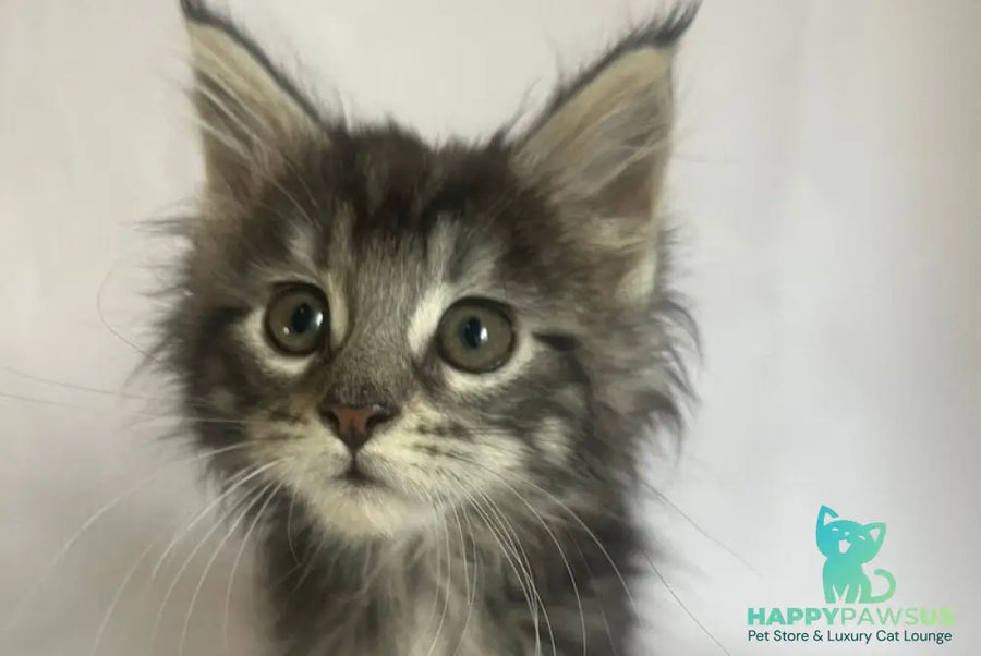 Frida Maine Coon female black tabby - live animals