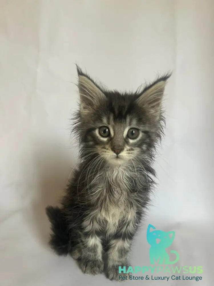 Frida Maine Coon female black tabby - live animals