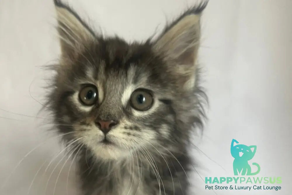 Frida Maine Coon female black tabby - live animals