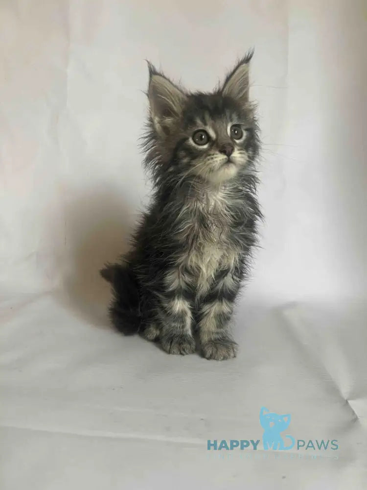Frida Maine Coon female black tabby - live animals