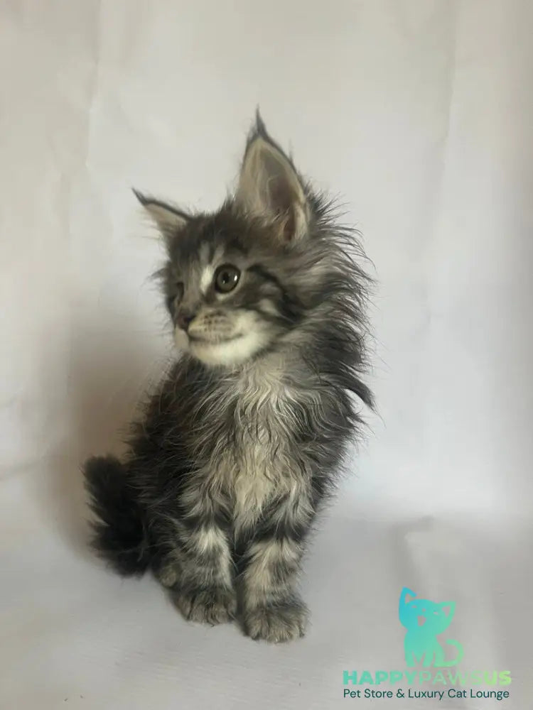 Frida Maine Coon female black tabby - live animals