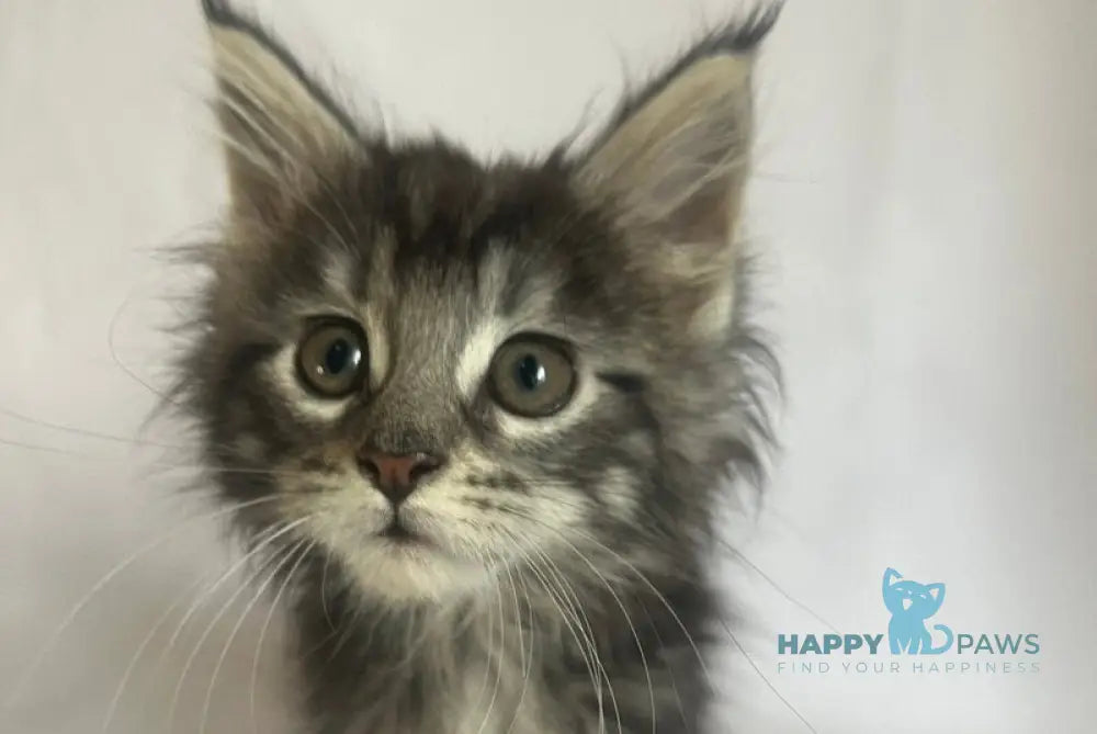 Frida Maine Coon female black tabby - live animals
