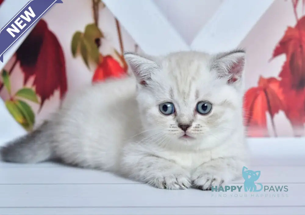 Frida Scottish Straight female blue tabby pointed live animals