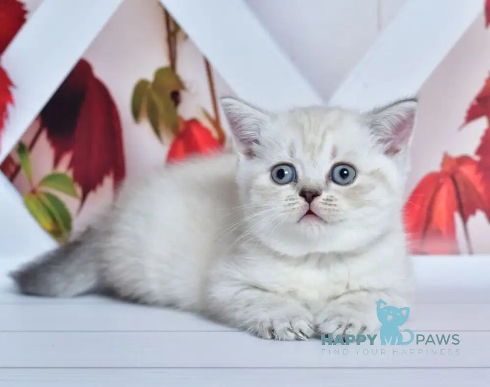 Frida Scottish Straight female blue tabby pointed live animals
