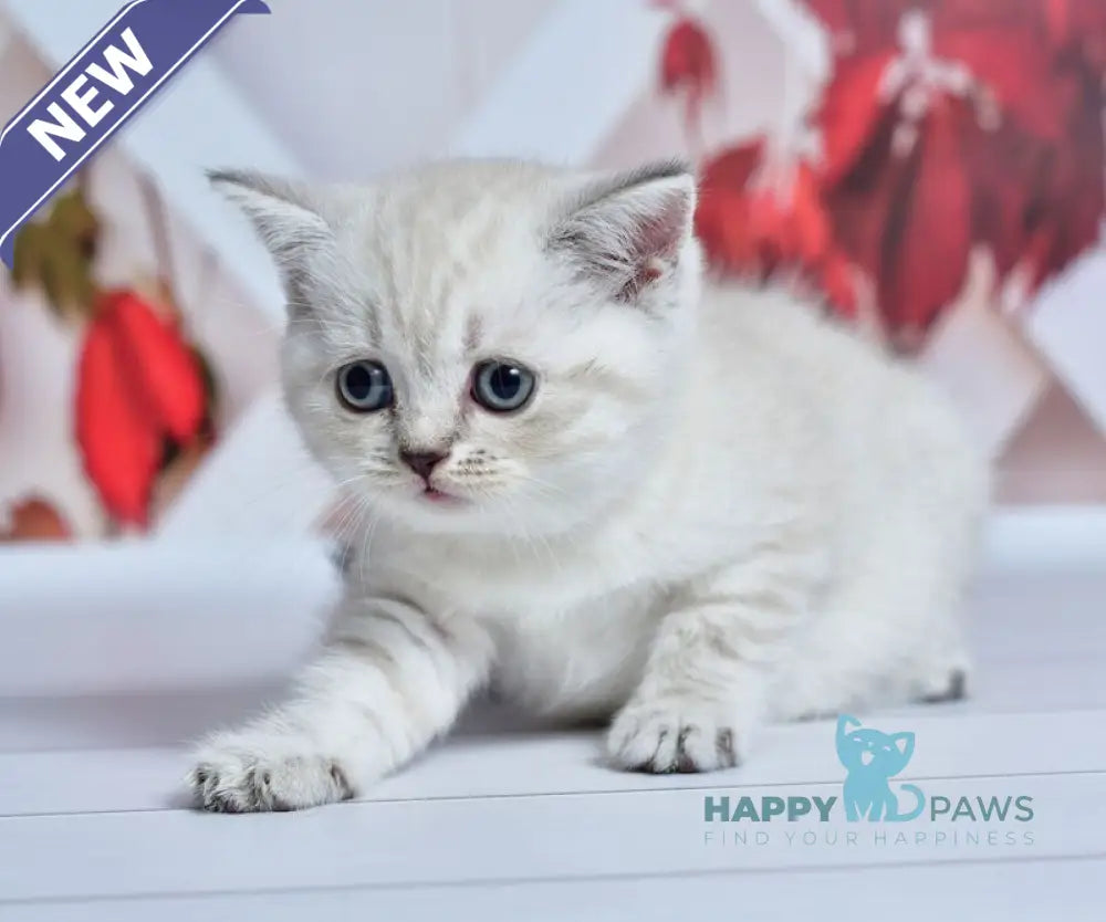 Frida Scottish Straight female blue tabby pointed live animals