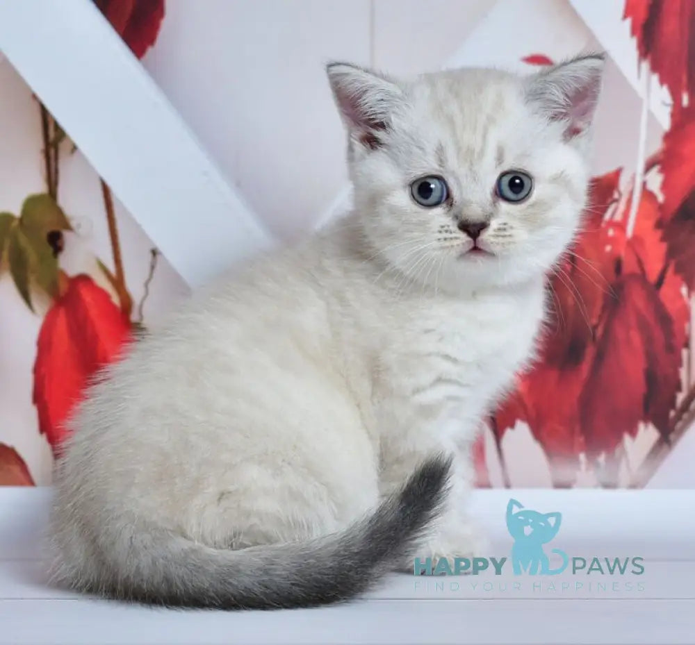 Frida Scottish Straight female blue tabby pointed live animals