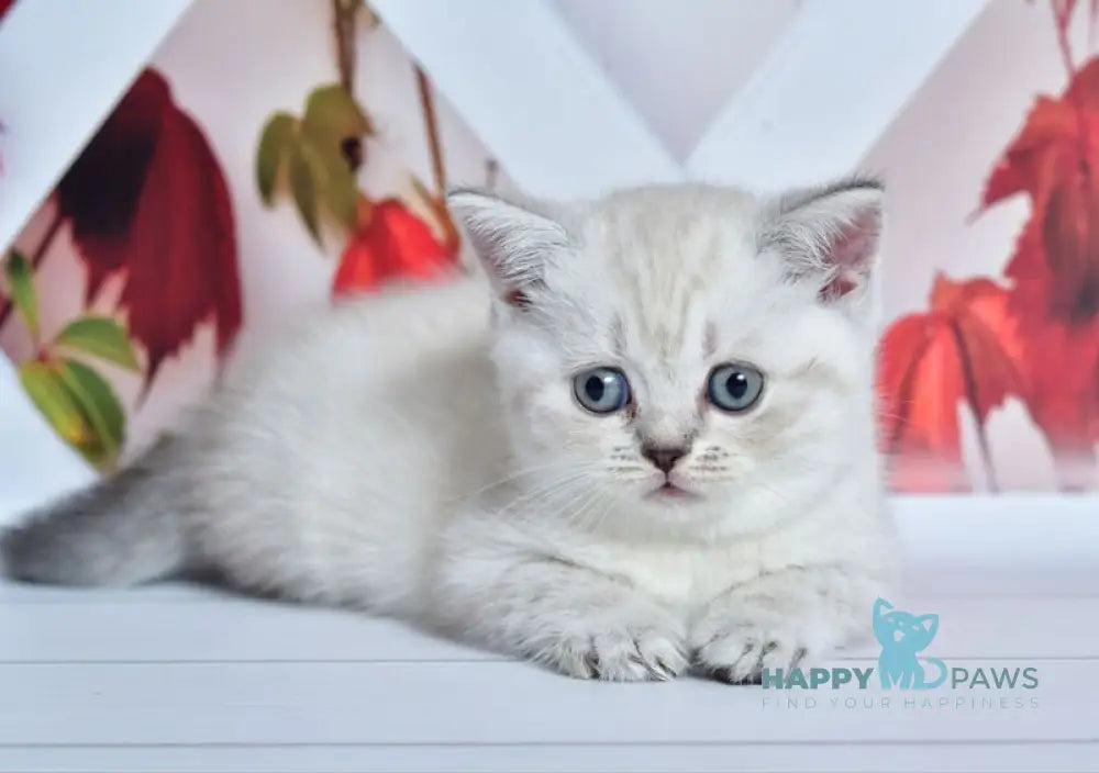 Frida Scottish Straight female blue tabby pointed live animals