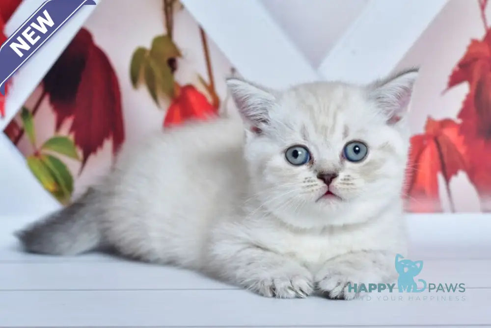 Frida Scottish Straight female blue tabby pointed live animals
