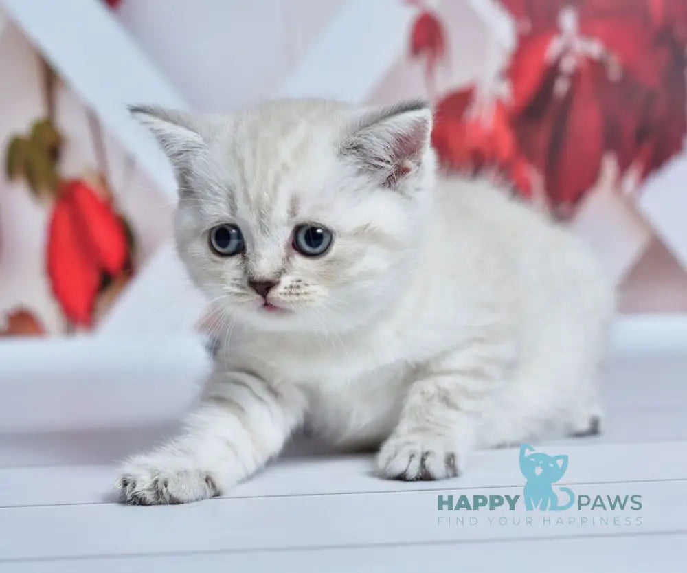 Frida Scottish Straight female blue tabby pointed live animals