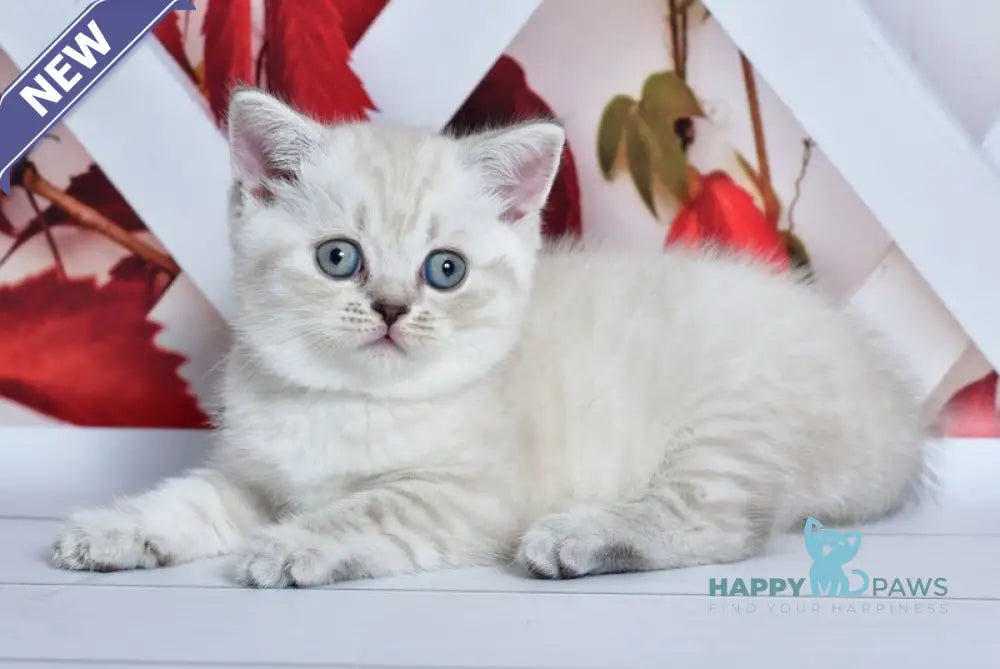 Frida Scottish Straight female blue tabby pointed live animals