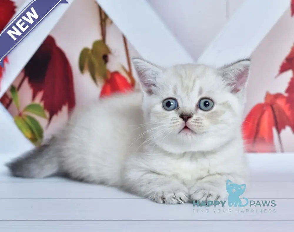 Frida Scottish Straight female blue tabby pointed live animals