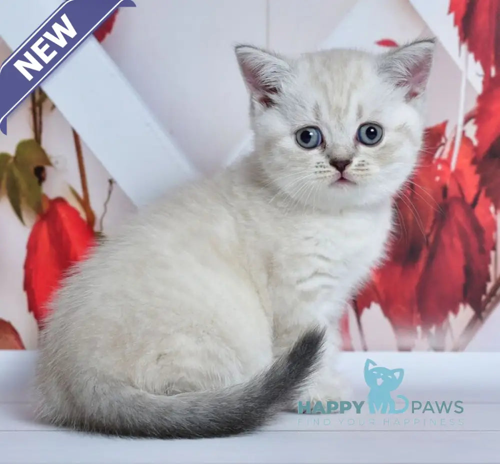 Frida Scottish Straight female blue tabby pointed live animals