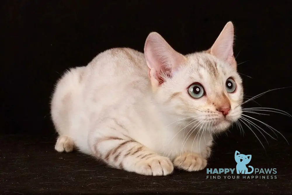 Friday Bengal female black spotted tabby pointed live animals