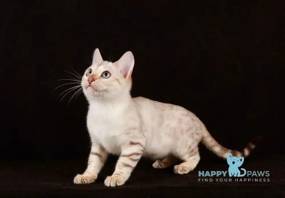 Friday Bengal female black spotted tabby pointed live animals