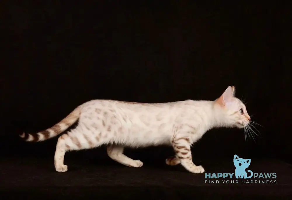 Friday Bengal female black spotted tabby pointed live animals