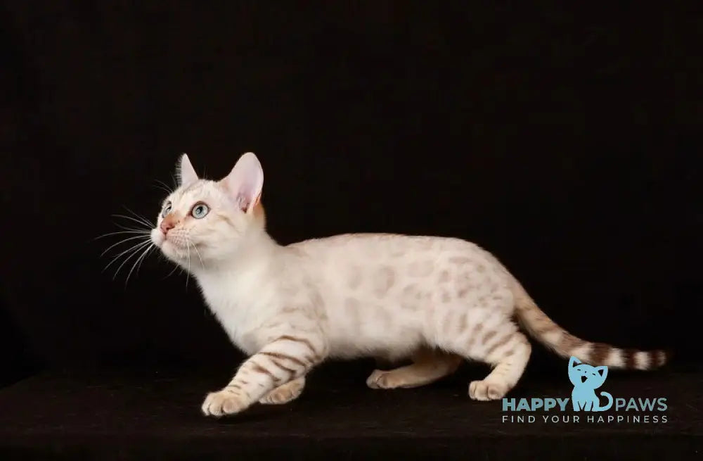 Friday Bengal female black spotted tabby pointed live animals