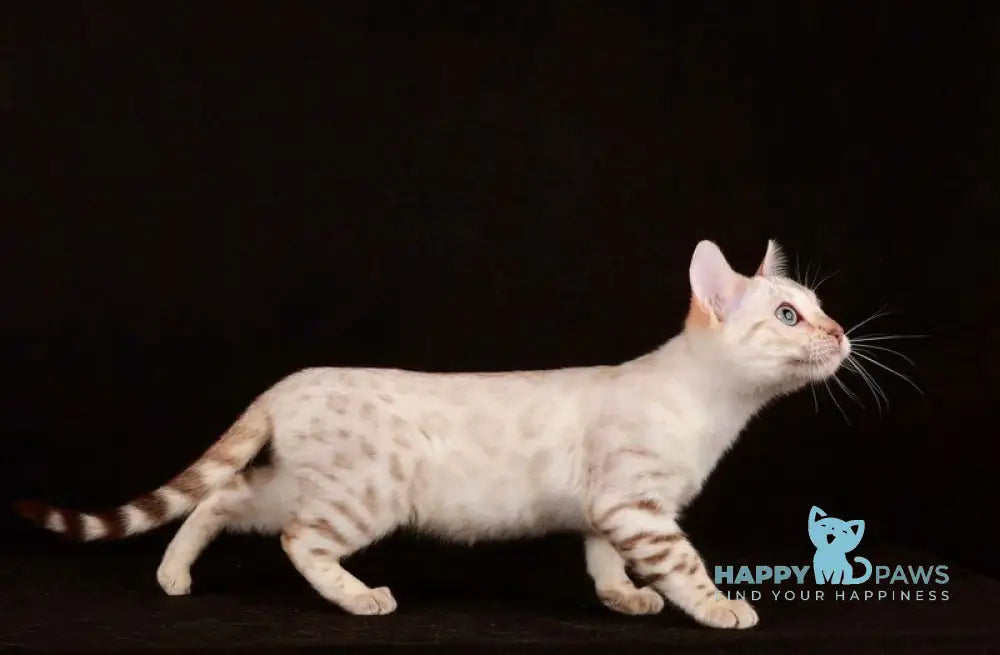 Friday Bengal female black spotted tabby pointed live animals