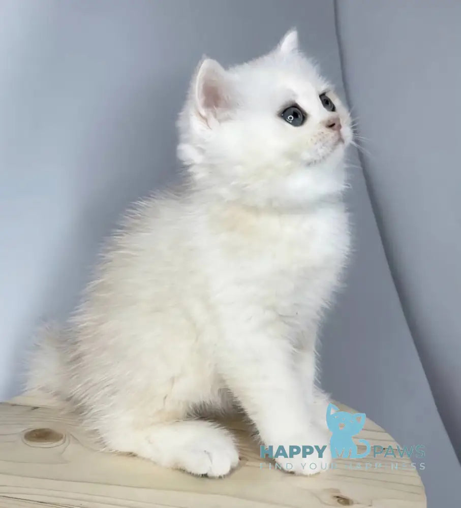 Frim British Shorthair male black silver shaded live animals