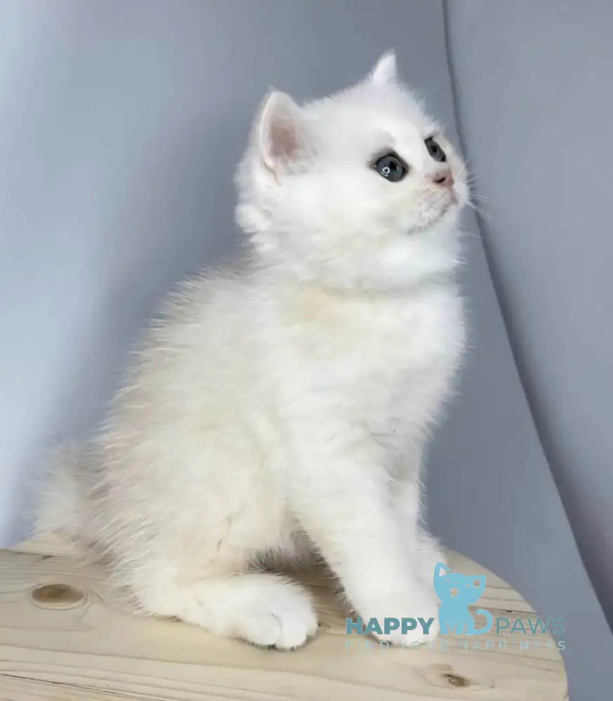 Frim British Shorthair male black silver shaded live animals