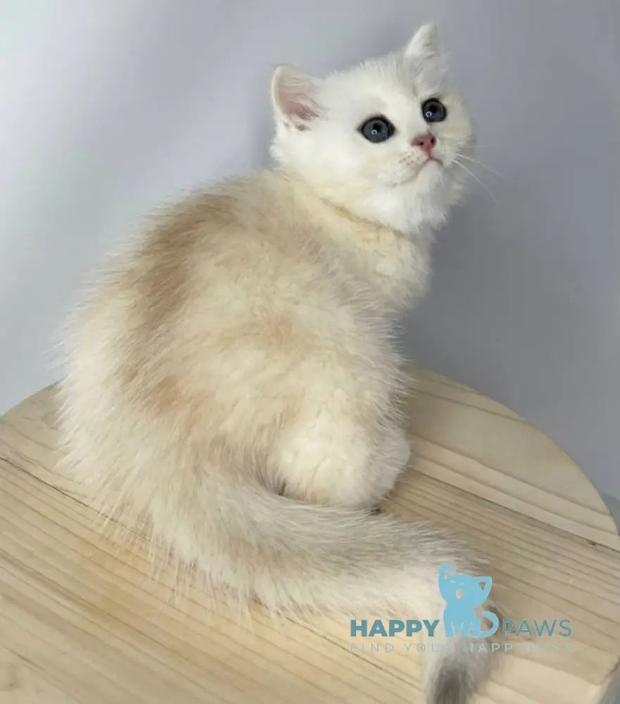 Frim British Shorthair male black silver shaded live animals