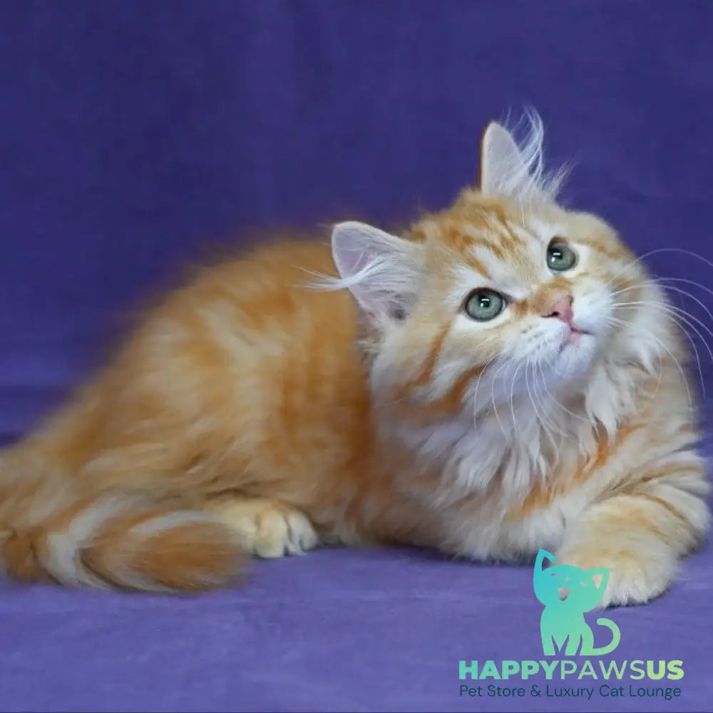 Frisco Siberian male red spotted tabby - live animals