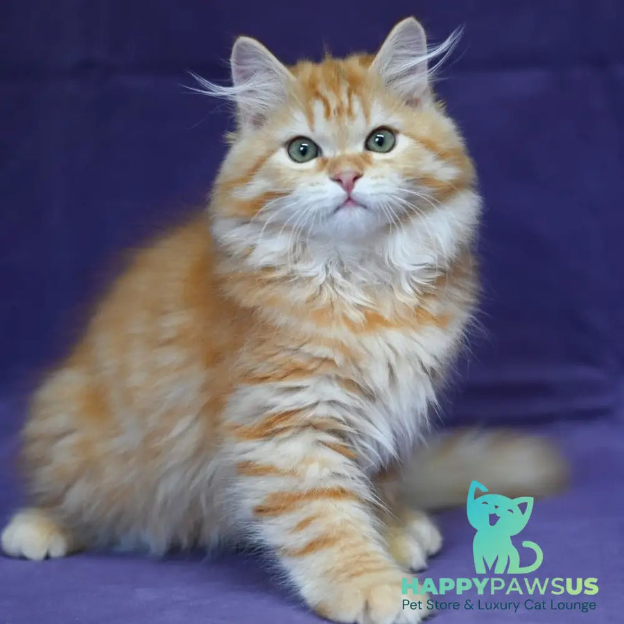 Frisco Siberian male red spotted tabby - live animals