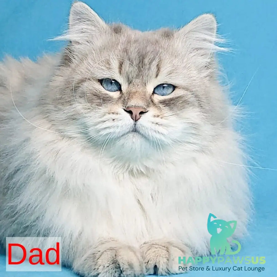 Frisco Siberian male red spotted tabby - live animals