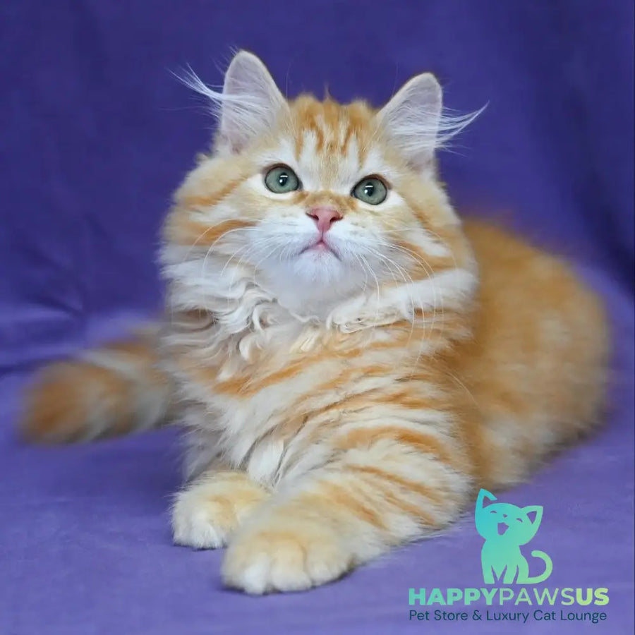 Frisco Siberian male red spotted tabby - live animals