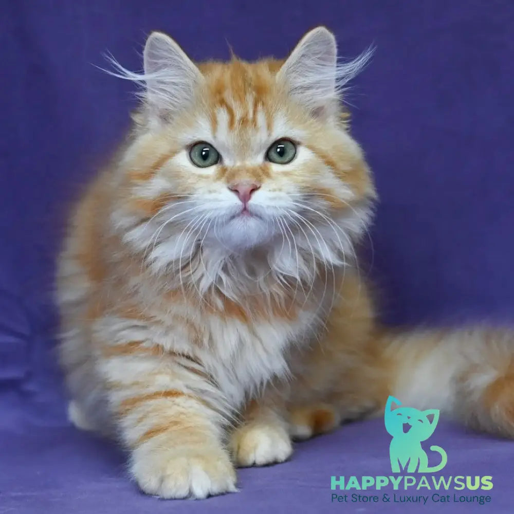 Frisco Siberian male red spotted tabby - live animals