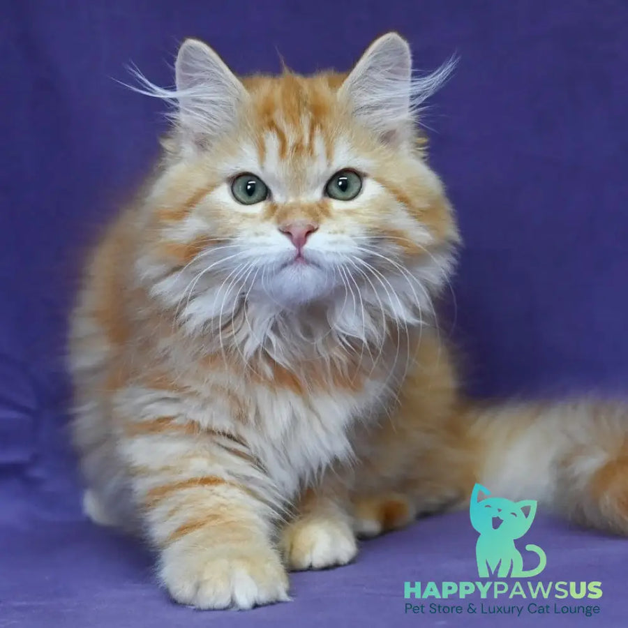 Frisco Siberian male red spotted tabby - live animals