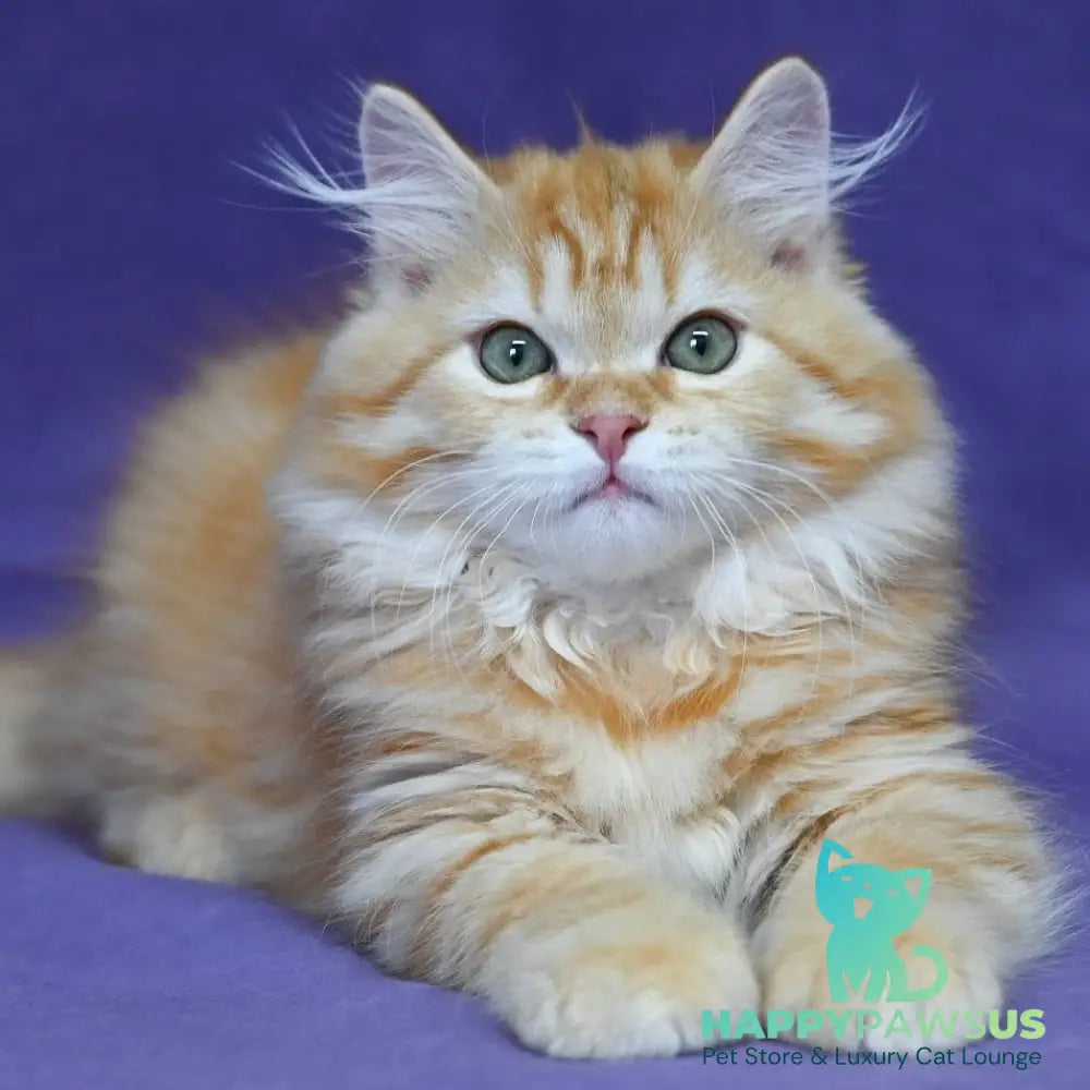 Frisco Siberian male red spotted tabby - live animals