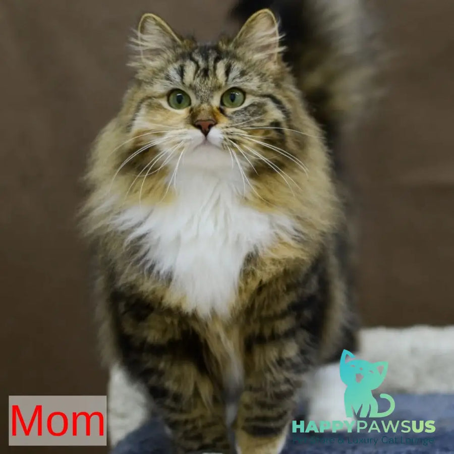 Frisco Siberian male red spotted tabby - live animals