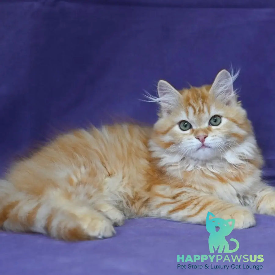 Frisco Siberian male red spotted tabby - live animals