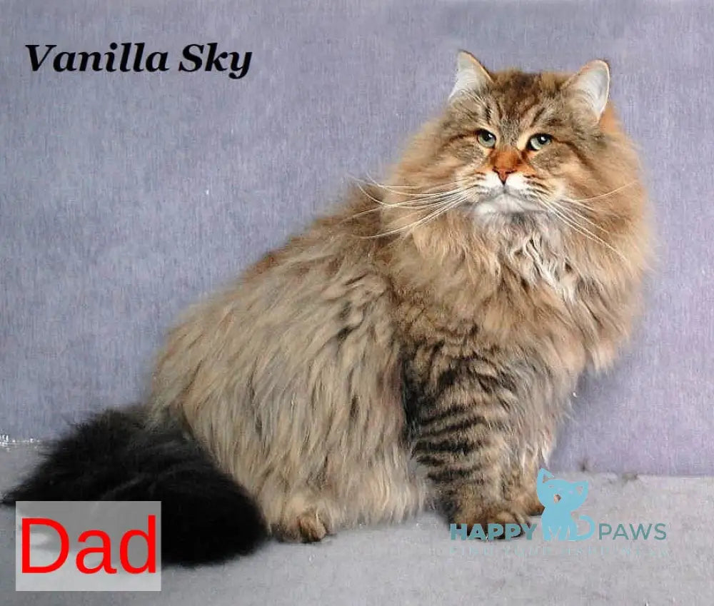 Frol Siberian male black tabby live animals