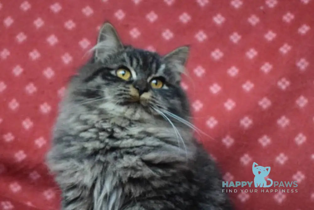 Frol Siberian male black tabby live animals