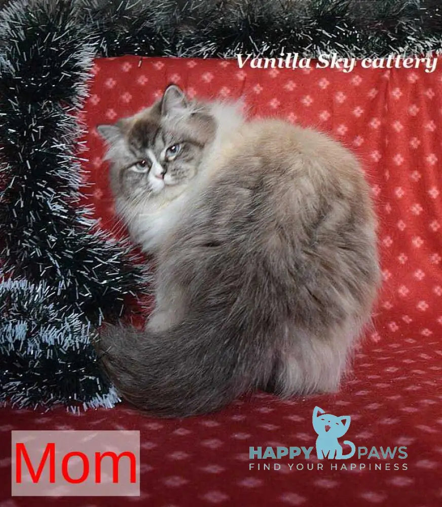 Frol Siberian male black tabby live animals