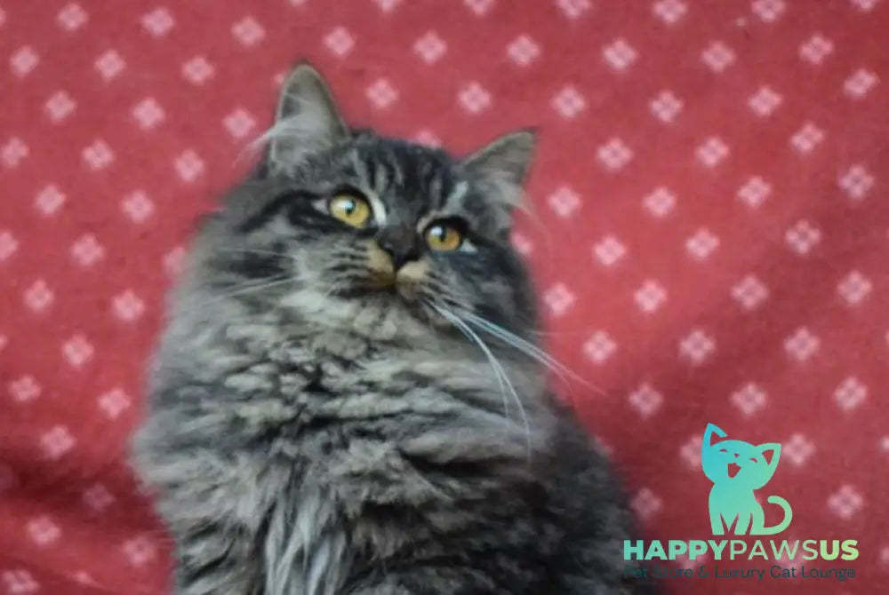 Frol Siberian male black tabby live animals