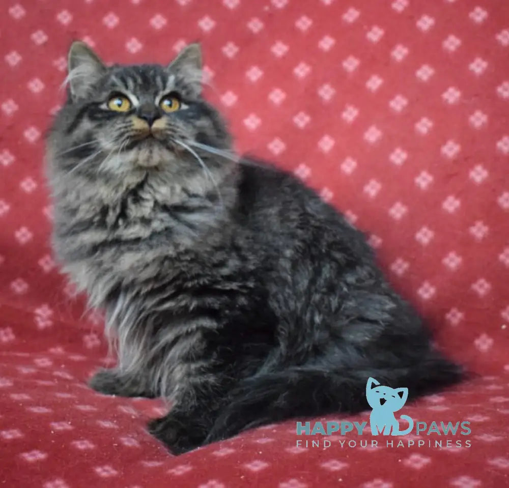 Frol Siberian male black tabby live animals