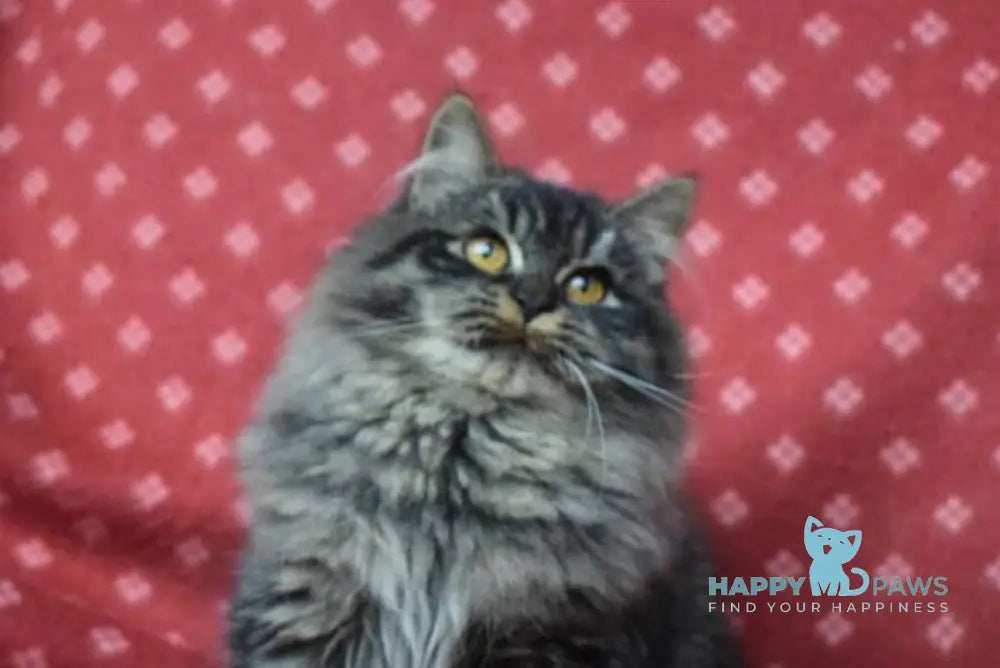 Frol Siberian male black tabby live animals