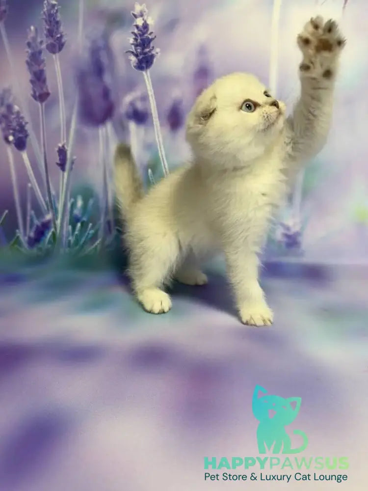 Frosia Scottish Fold female lilac pointed live animals