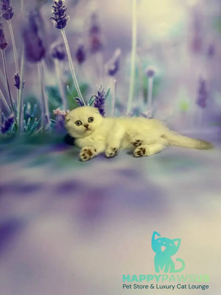 Frosia Scottish Fold female lilac pointed live animals