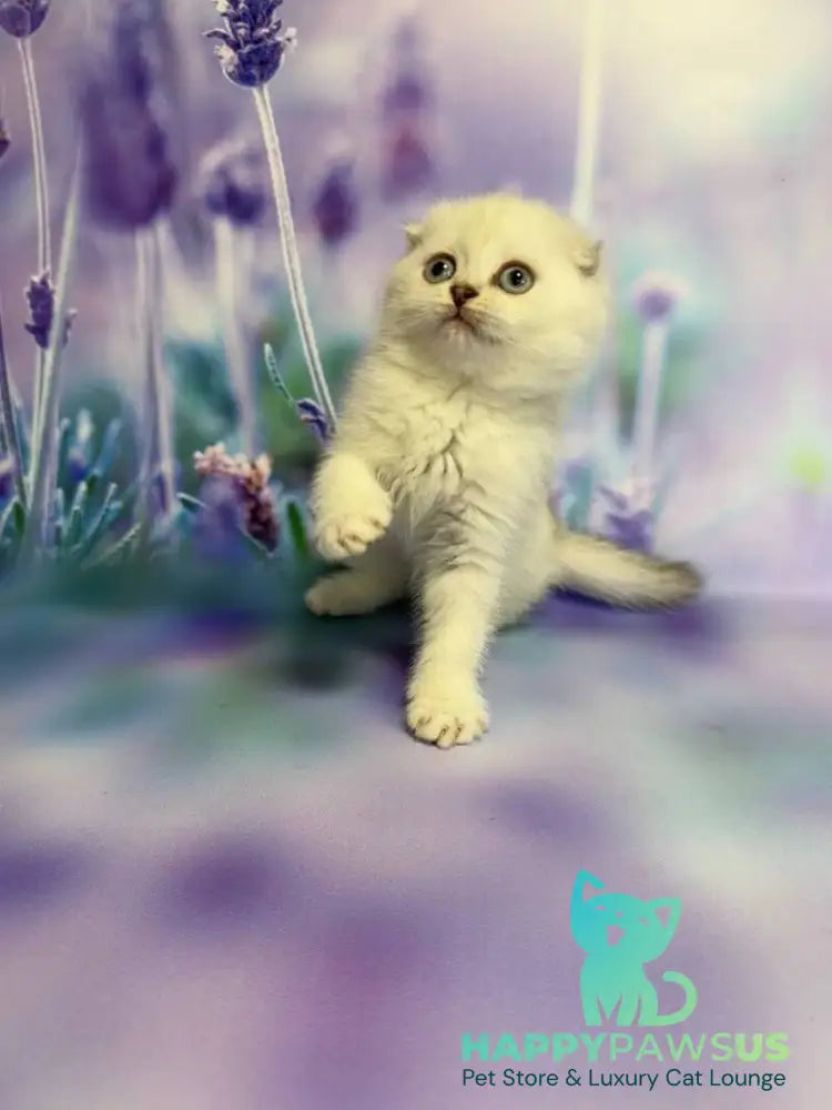 Frosia Scottish Fold female lilac pointed live animals