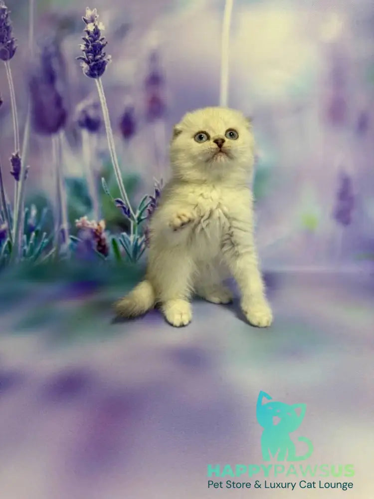 Frosia Scottish Fold female lilac pointed live animals