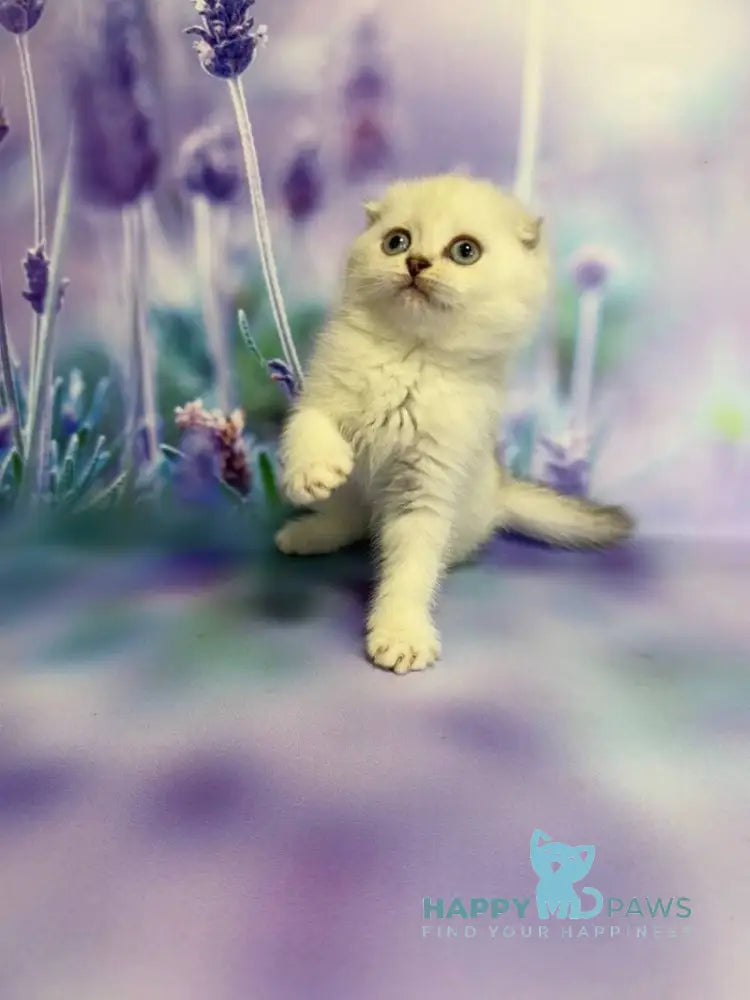 Frosia Scottish Fold female lilac pointed live animals