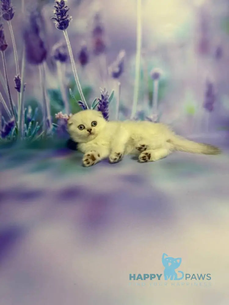 Frosia Scottish Fold female lilac pointed live animals